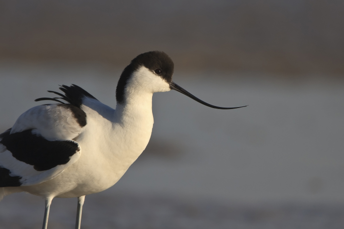 Avocette élégante